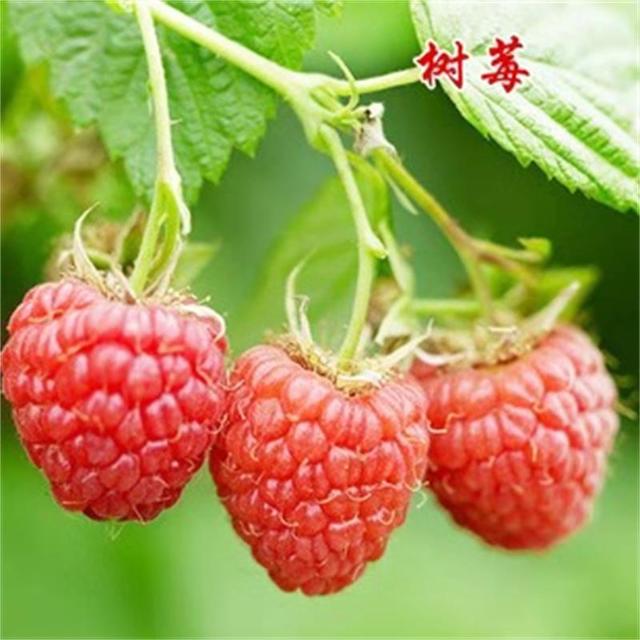 基地大量出售双季红树莓苗 兴圣农业树莓苗  新品种树莓苗价格图片
