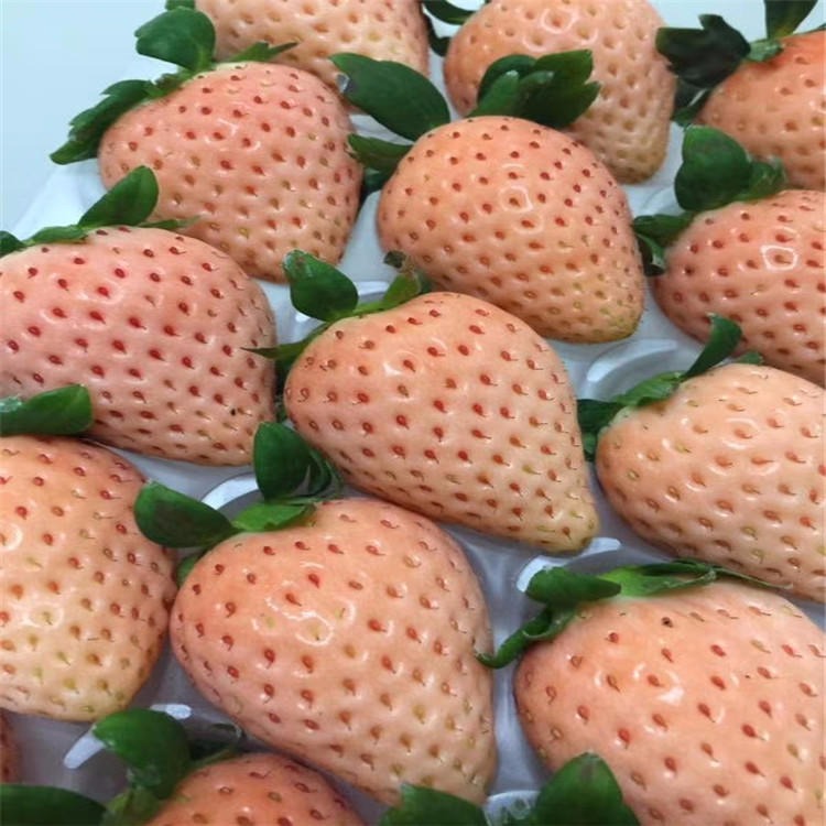 白雪公主草莓苗出售 桃熏草莓苗价格 白草莓苗价格咨询 草莓苗照片