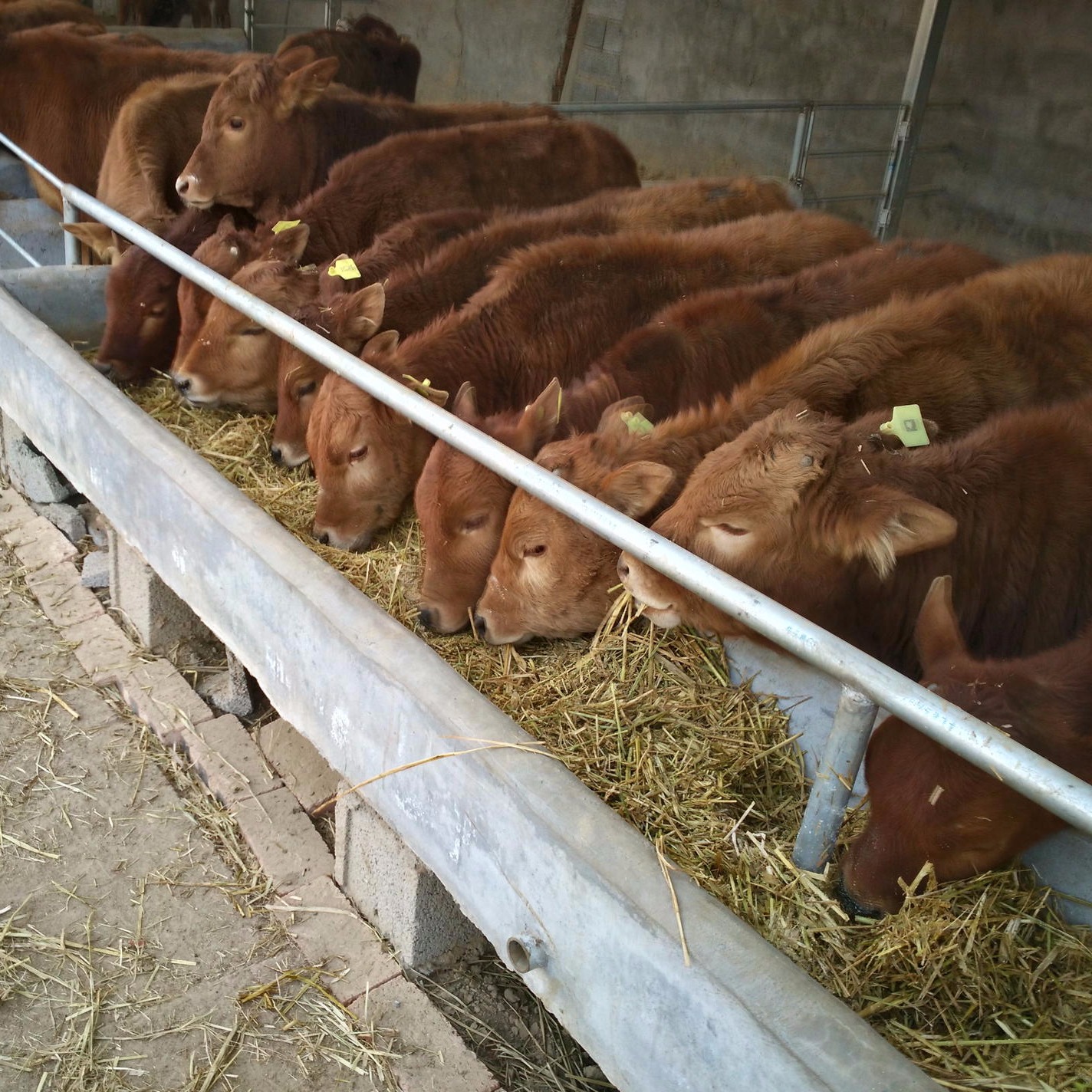 3至4个月小黄牛 湖北黄牛苗价格 通凯 小牛种苗