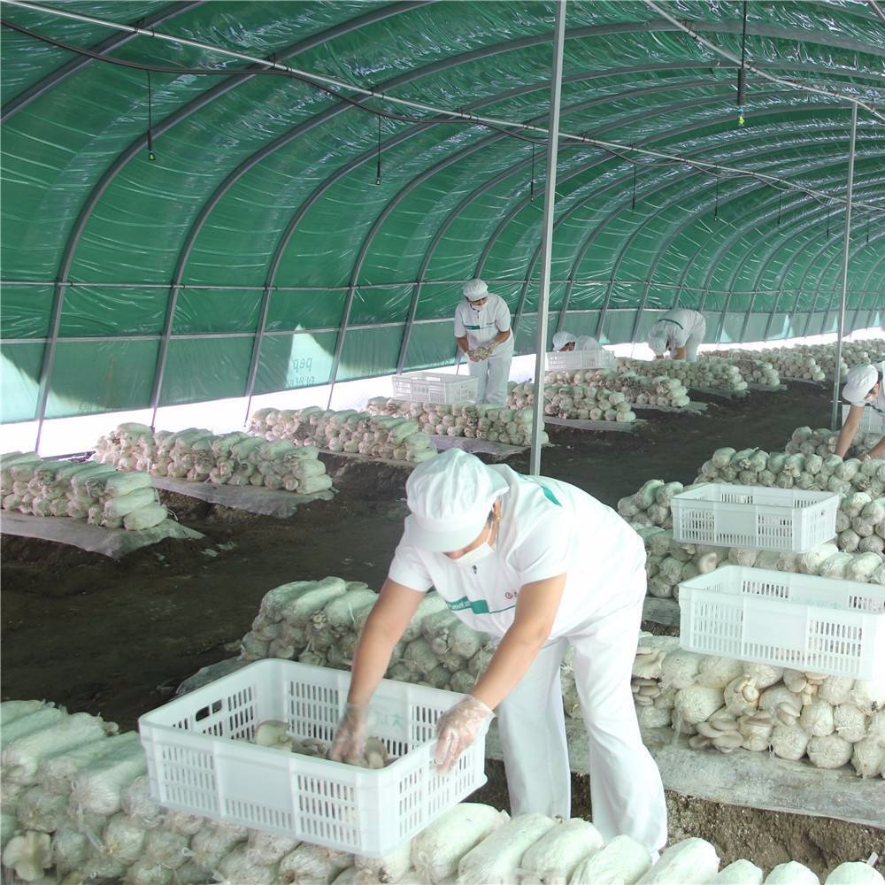 食用菌大棚建设价格 菌菇种植钢管骨架建造 的搭建成本 蘑菇钢架温室安装厂家