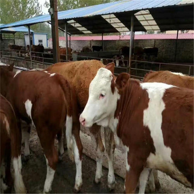 西门塔尔牛价格报价 西门塔尔牛苗行情 200斤小牛苗价格 种母牛养殖繁育基地 通凯养殖图片