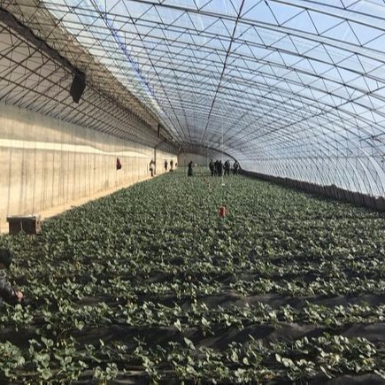 潍坊建达温室 草莓温室 草莓日光温室 草莓采摘园 大棚草莓产量 草莓温室建设厂家