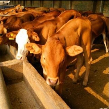 小黄牛出售-纯种鲁西黄牛-鲁西黄牛-山东小牛苗养殖-龙翔牧业-育肥种牛