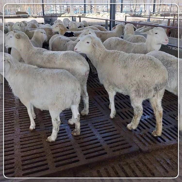 养羊养殖场供应改良小尾寒羊羊羔 通凯 甘肃小尾寒羊养殖场