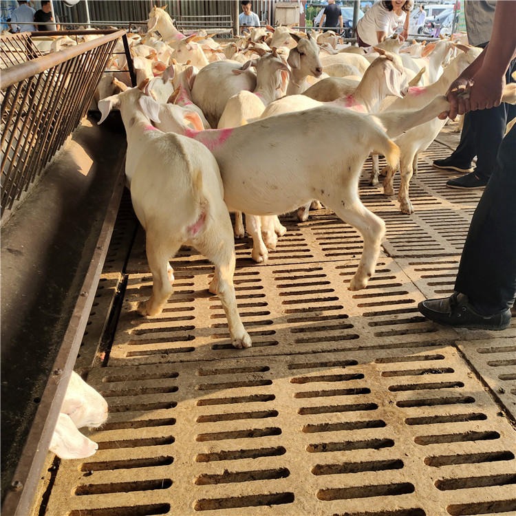 供应改良白山羊-养殖场向全国供应-白山羊-正规养殖引种-龙翔牧业