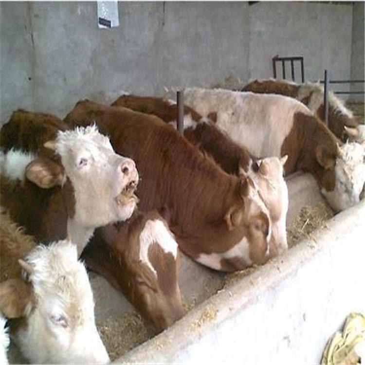 山东西门塔尔牛 通凯出售小牛犊 西门塔尔小牛犊价格 养殖肉牛犊图片