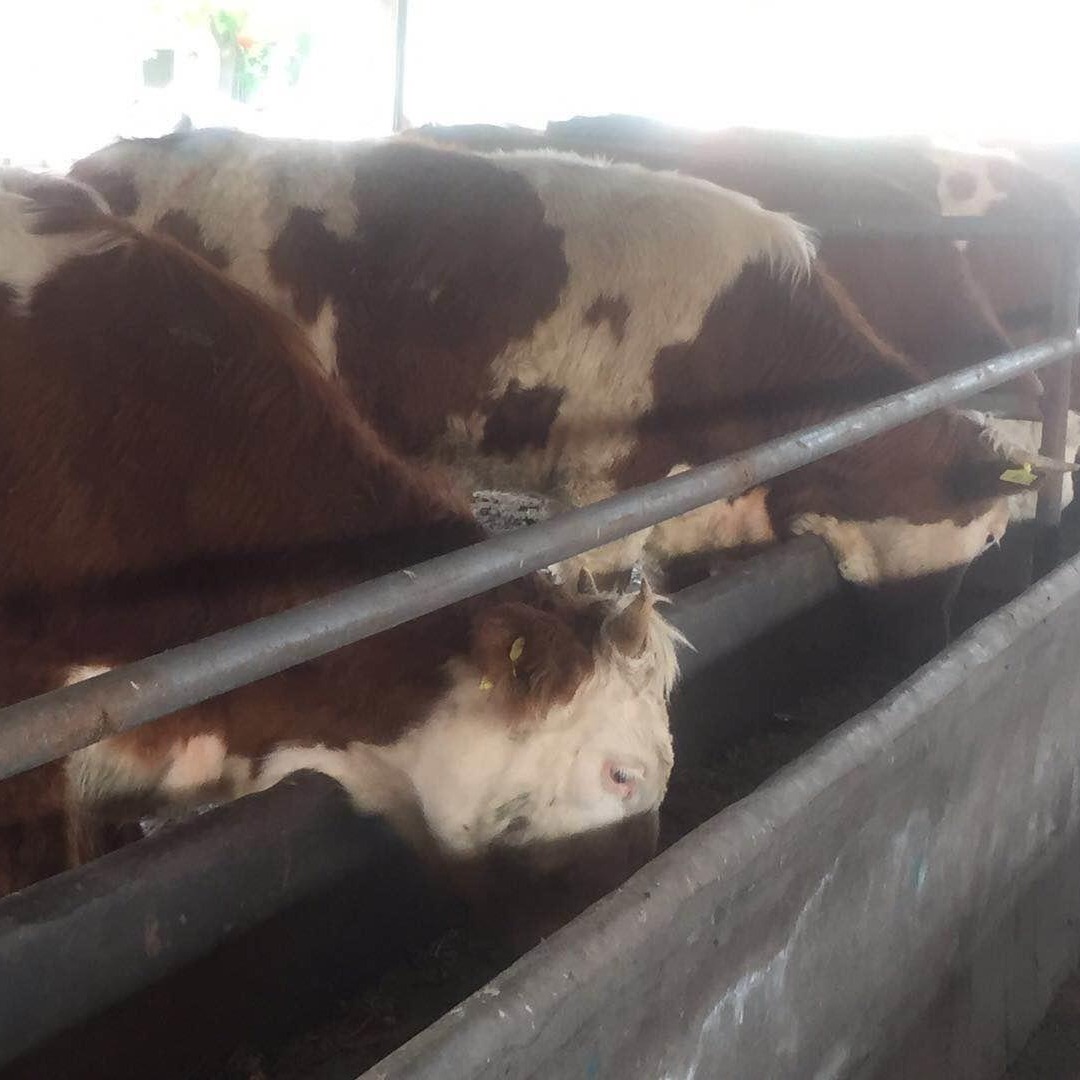 广西桂林肉牛养殖场出售西门塔尔肉牛 养殖肉牛犊 秦川牛小牛犊价格