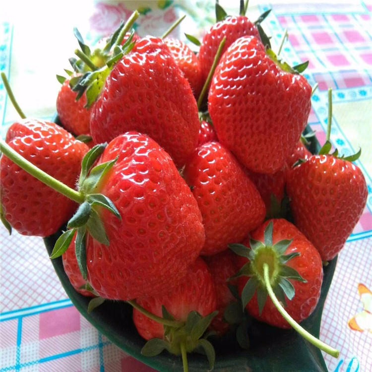 泰安兴红农业大量出售草莓苗 红颜章姬甜宝妙香7号奶油草莓苗 量大从优