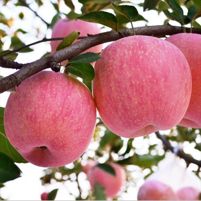1公分2公分3公分苹果苗供应 嫁接矮化苹果苗品种多 柱状苹果 蛇果 秦脆苹果苗 兴圣农业