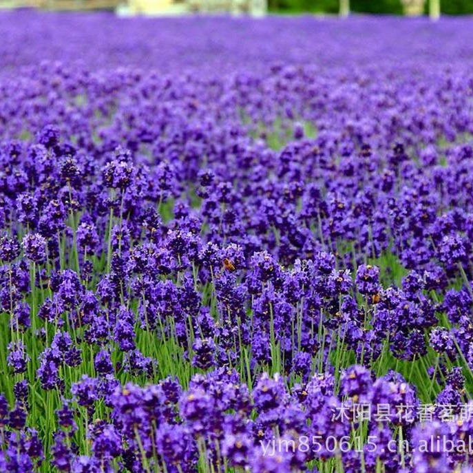 紫花苜蓿  紫花苜蓿浓缩粉  紫花苜蓿喷雾干燥粉 生产基地