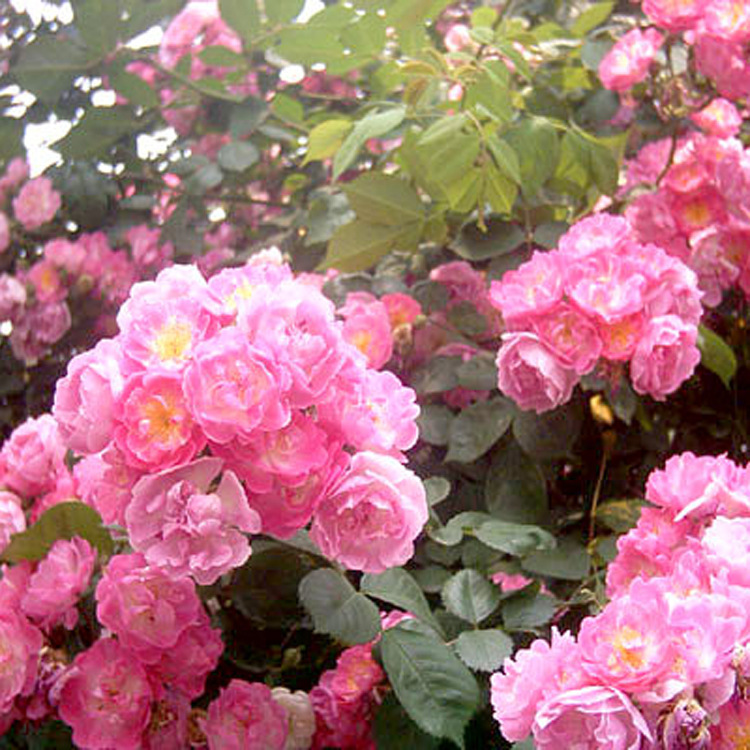 基地直销 各种藤本植物  优质爬墙梅红花蔷薇四季开花 爬墙蔷薇示例图2