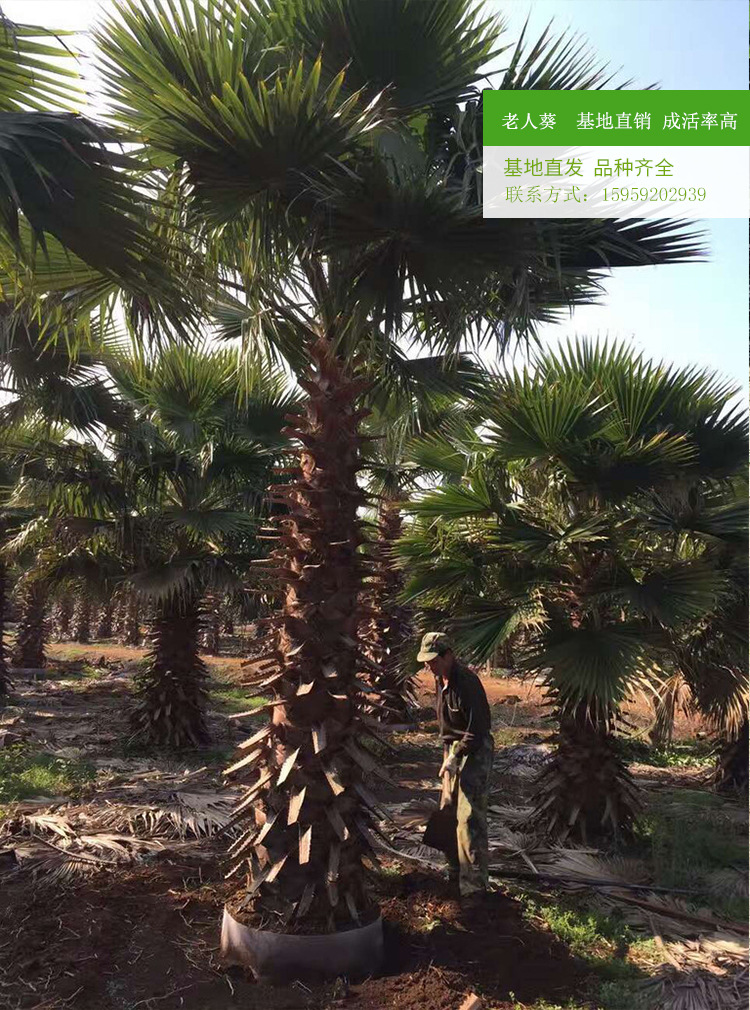 老人葵棕榈 杆高1米至8米规格齐老人葵 可作景观树风景抗风蒲葵苗示例图10