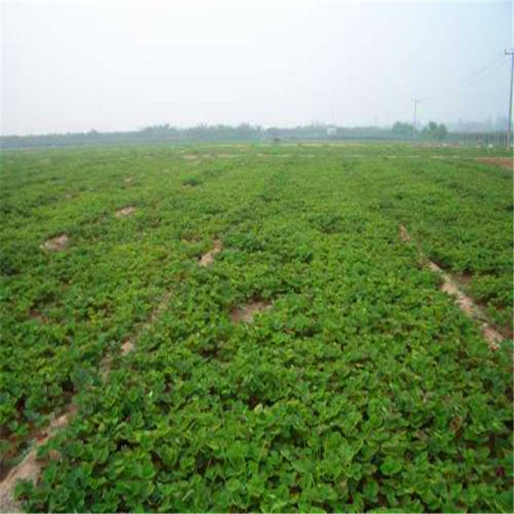 莓宝草莓苗 宇浩园艺场 大型批发基地 草莓苗供应聚集地