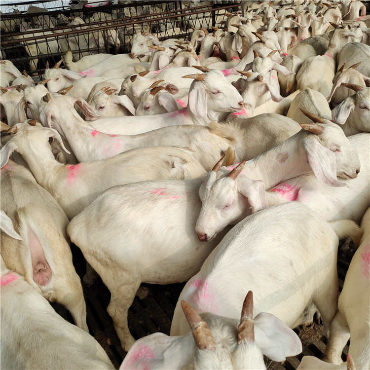 白山羊批发养殖 努比亚黑山羊 波尔山羊羊羔 美国白山羊种羊价格示例图10