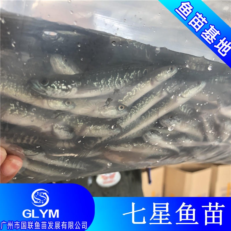 广东鱼苗基地出售七星鱼苗 山斑鱼苗 月鳢鱼苗养殖技术支持
