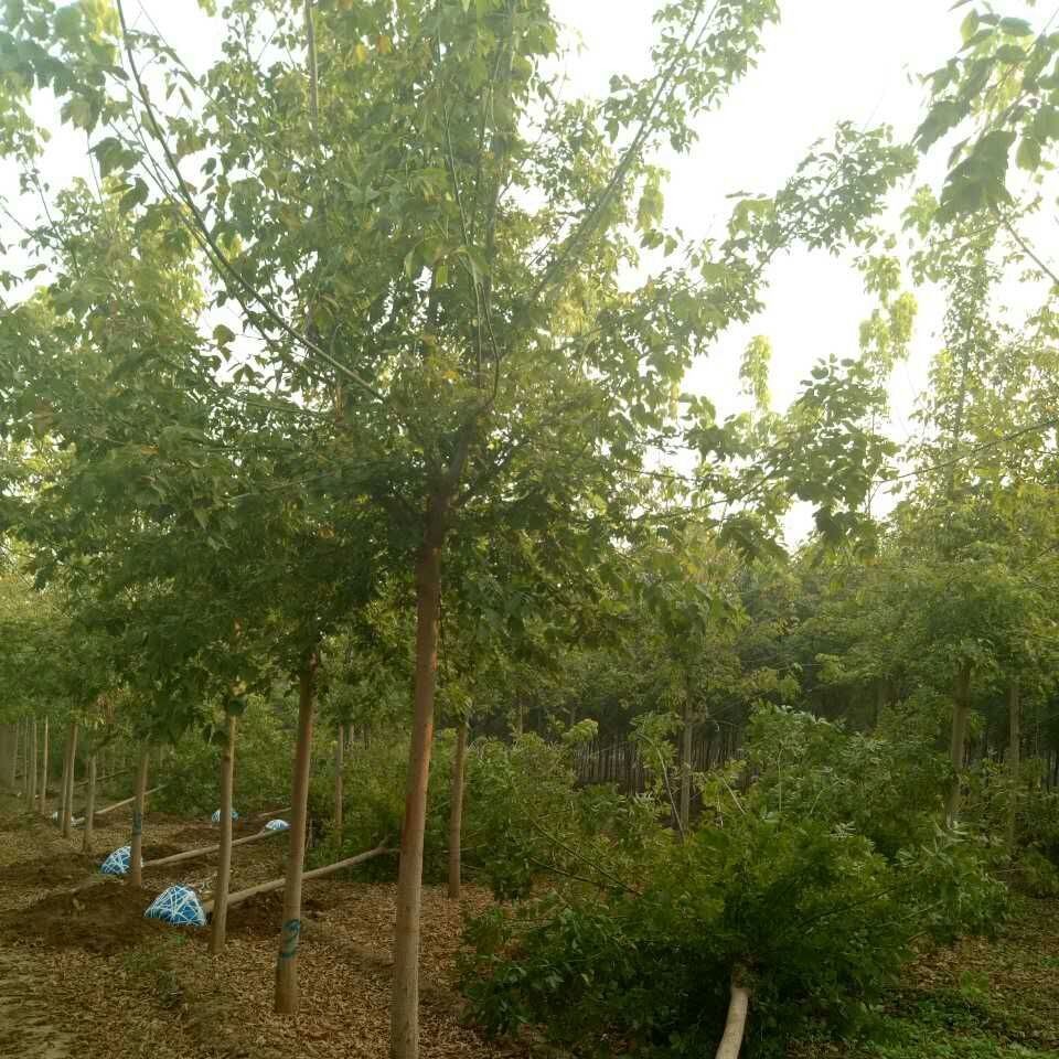 今秋苗圃批发 行道树 5-12公分复叶槭 金叶复叶槭价格 树形好 自产自销