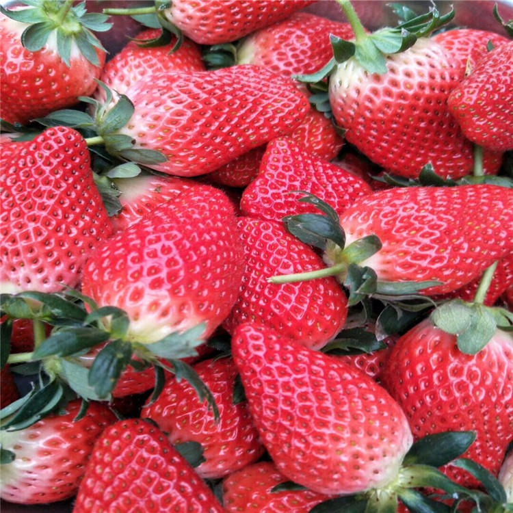 白雪公主红颜 奶油草莓苗价格 基地常年培育脱毒草莓苗品种
