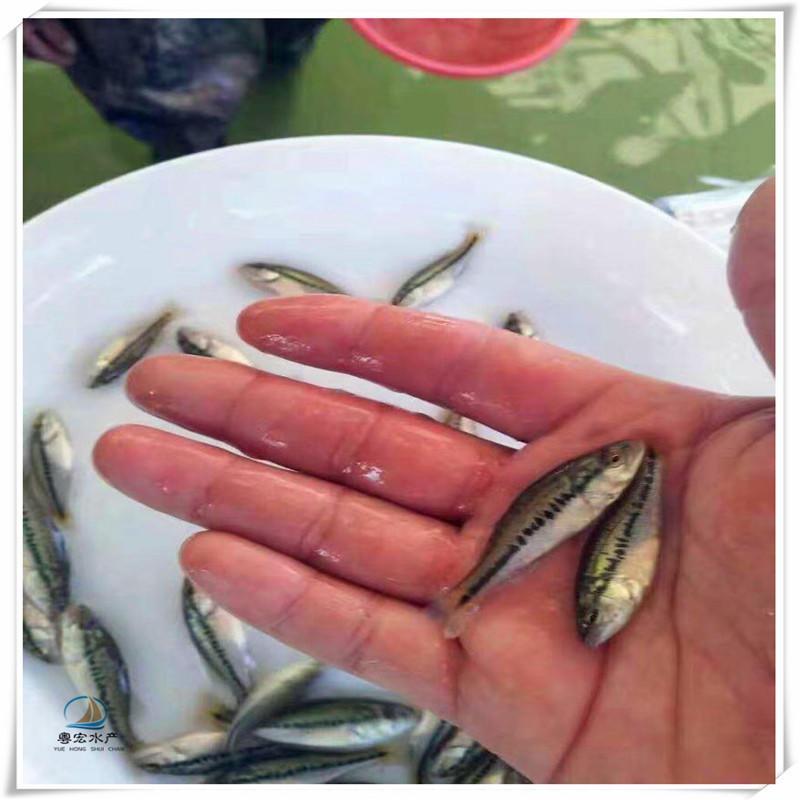 鱼塘养殖加洲鲈鱼苗 纯种大口黑鲈鱼苗 优鲈一号鱼苗 规格多样