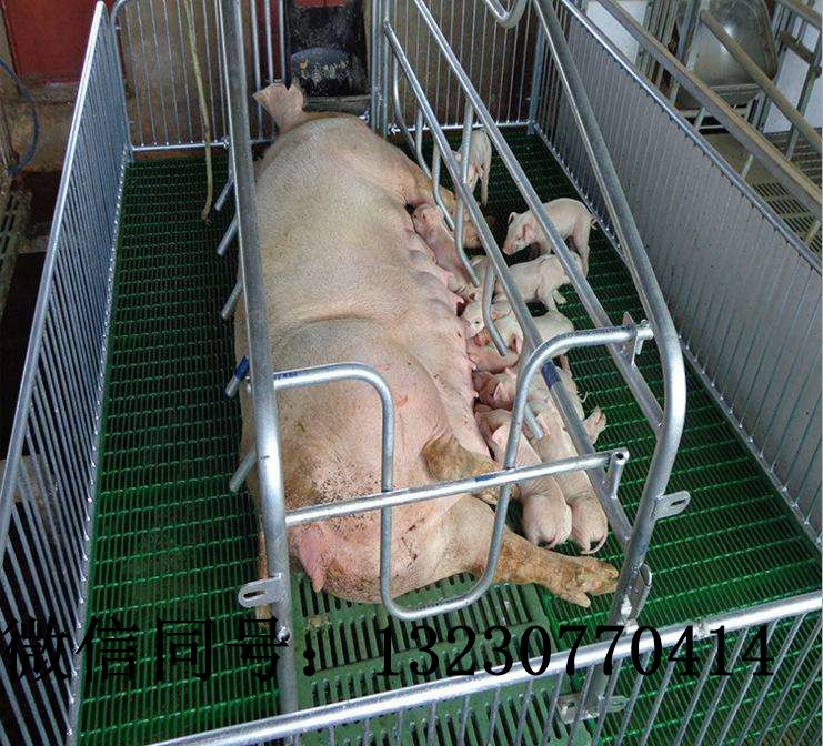 晋州母猪复合产床双体母猪产床母猪产保一体床猪分娩床