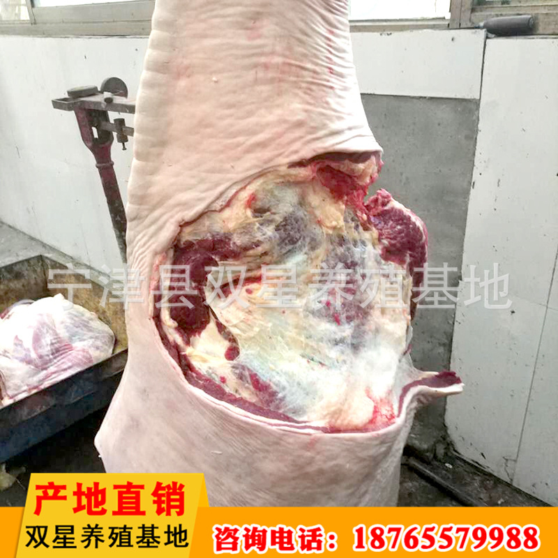 厂家直销 蒙古进口新鲜马肉营养价值高 养殖基地批发 欢迎选购示例图8