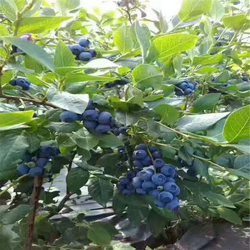 蓝莓苗 (8)