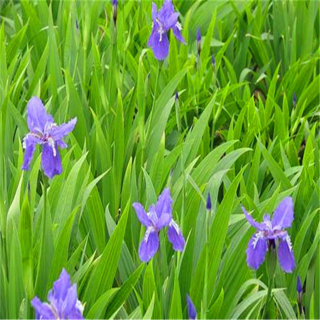 蝴蝶兰 批发优质鸢尾花 护坡 园林绿化工程用紫花鸢尾图片