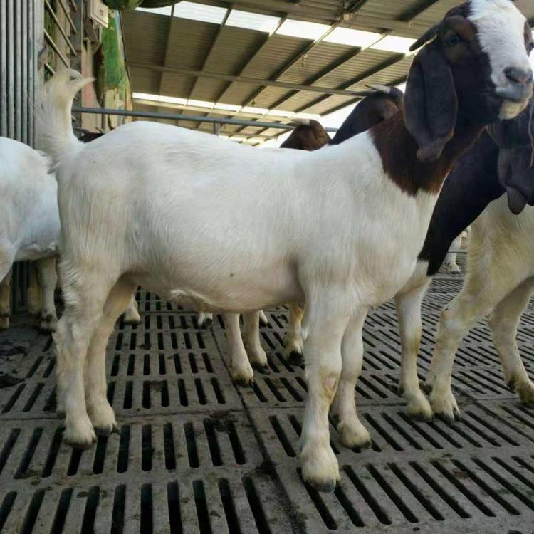 波尔山羊价格 波尔山羊养羊场基地 头胎怀孕基础母羊 现代 销售价格