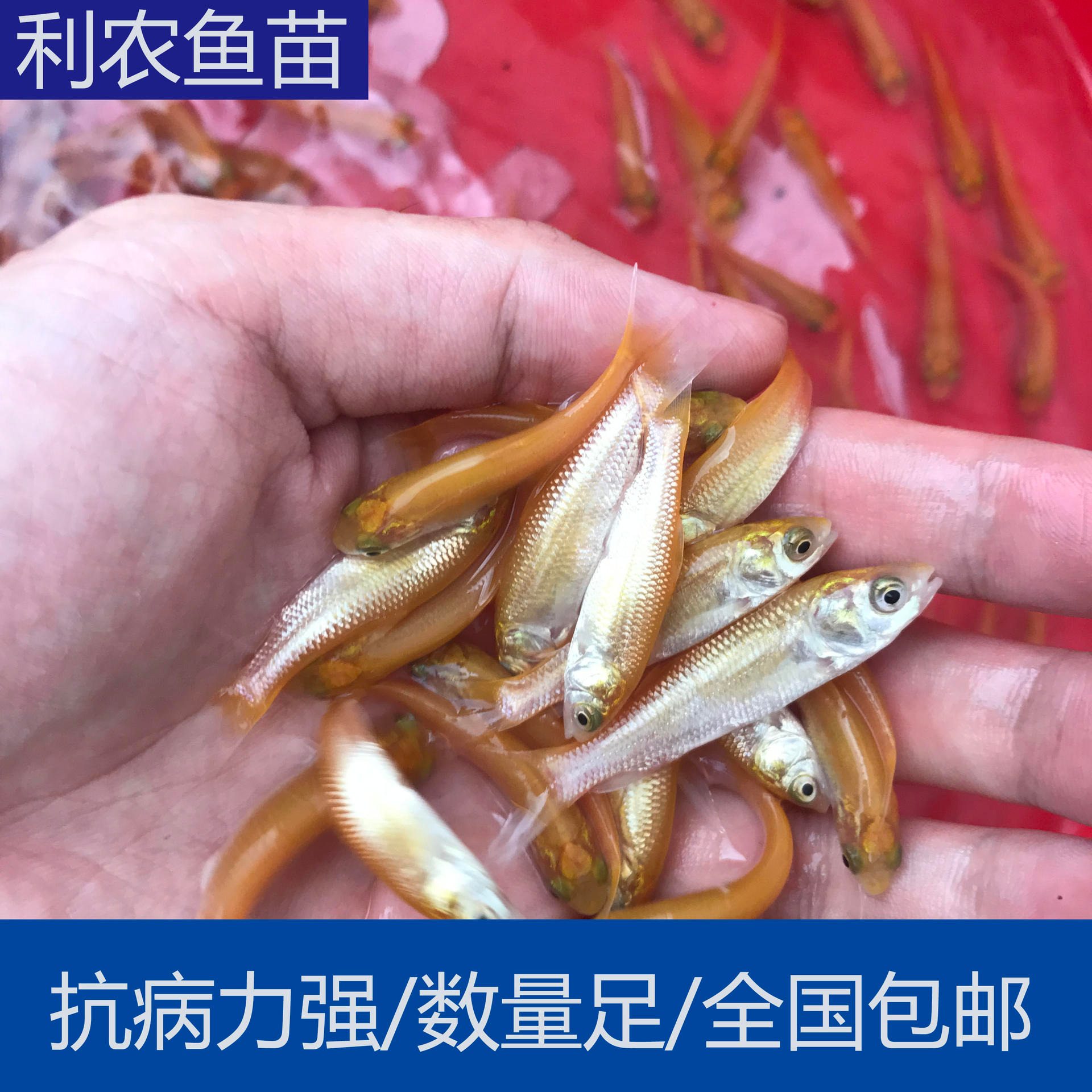 厂家直销 广东惠州金草鱼苗批发 3-5cm黄金鲩鱼苗出售 全国发货