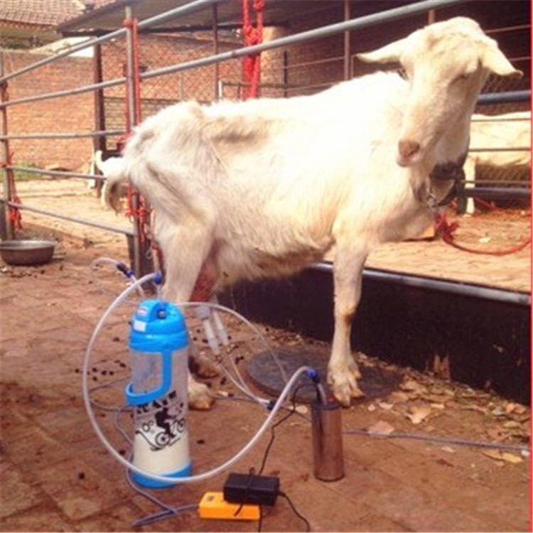 日产奶12斤 努比亚奶山羊小羊羔 通凯 奶山羊价格 羊羔基地供应图片