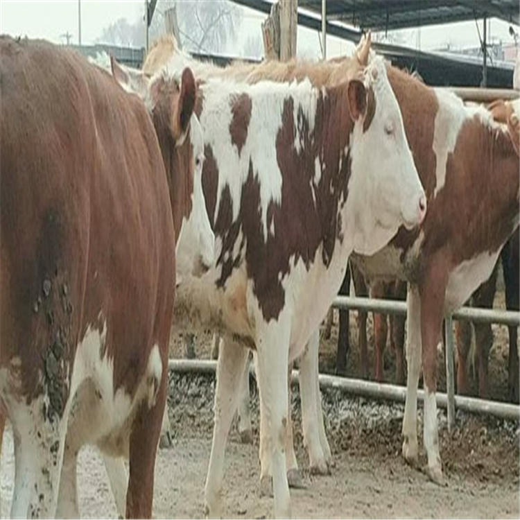 山东养殖场 黄白花西门塔尔牛 出售西门塔尔牛 检疫齐全