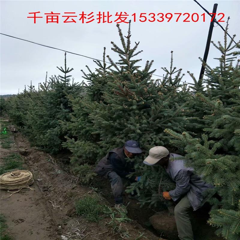 各种品种西藏云杉 规模种植农户自销  绿森苗木