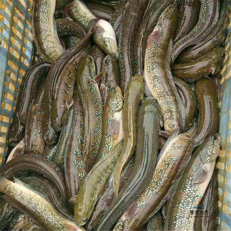 抗病力强七星鱼苗 运输到家山斑鱼苗 淡水星斑鱼苗出售图片