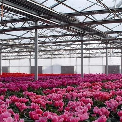青州鑫泽厂家直销  玻璃花卉温室 智能玻璃花卉温室 花卉玻璃温室大棚图片