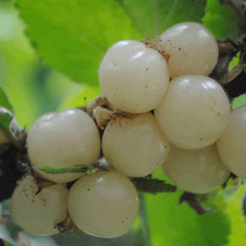 雨阳园林基地批发i白珍珠樱桃小苗价格  绿叶上的白珍珠金莹透彻即营养又美观图片