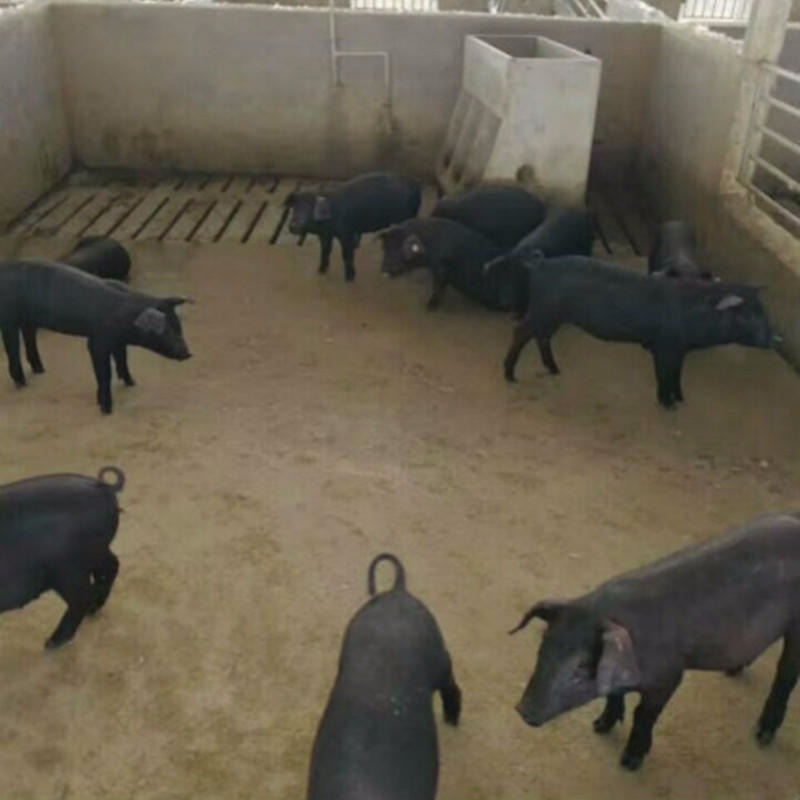 大型苏太母猪养殖场 纯种种猪基地 买小母猪 供应山东太湖苏太母猪图片