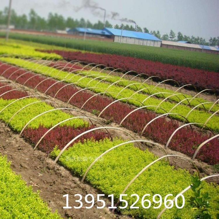 绿篱花色块花镜彩色工程绿化苗红叶小檗紫叶小檗  红叶小波小苗图片