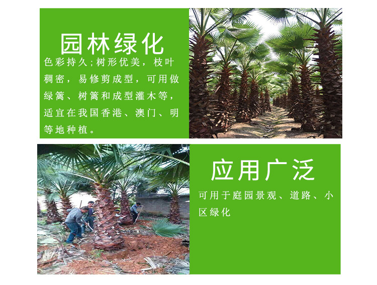 老人葵棕榈 杆高1米至8米规格齐老人葵 可作景观树风景抗风蒲葵苗示例图6