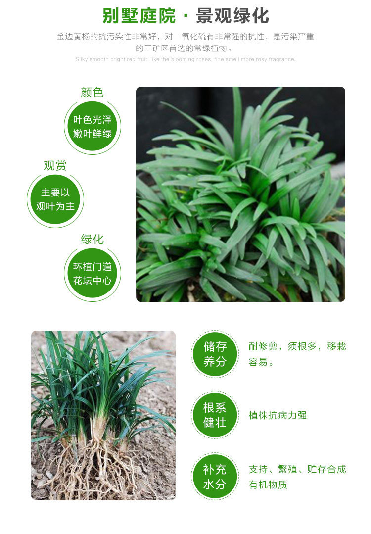 日本矮麦冬草 玉龙草 四季常绿耐寒庭院绿化地被植物小区庭院常绿示例图9