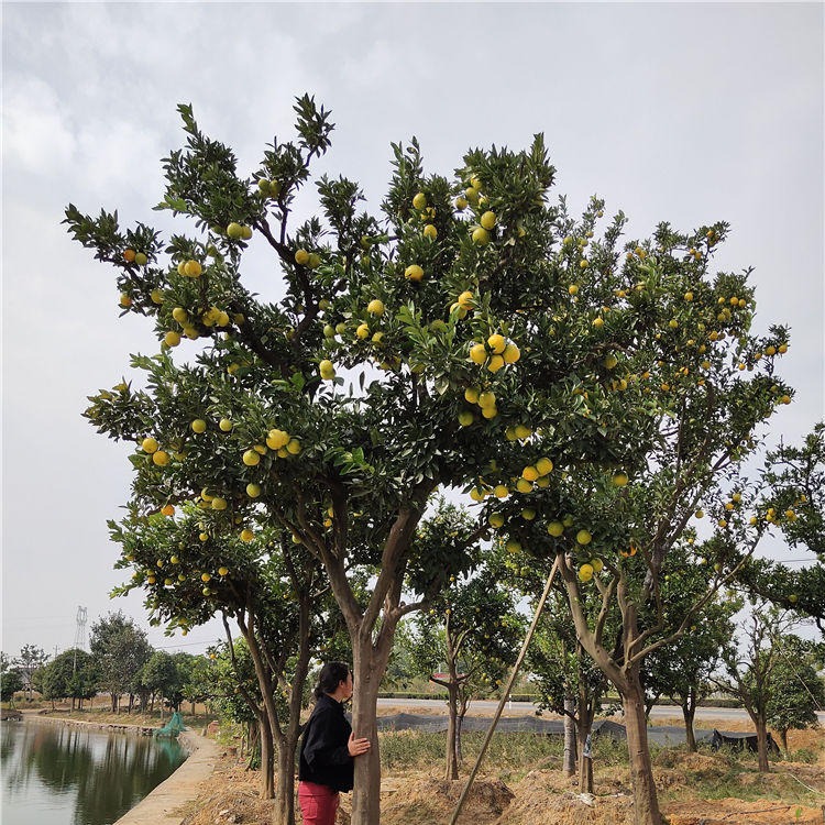 脐橙树价格 浙江橙子果树 直径20公分 千喜苗木移植图片