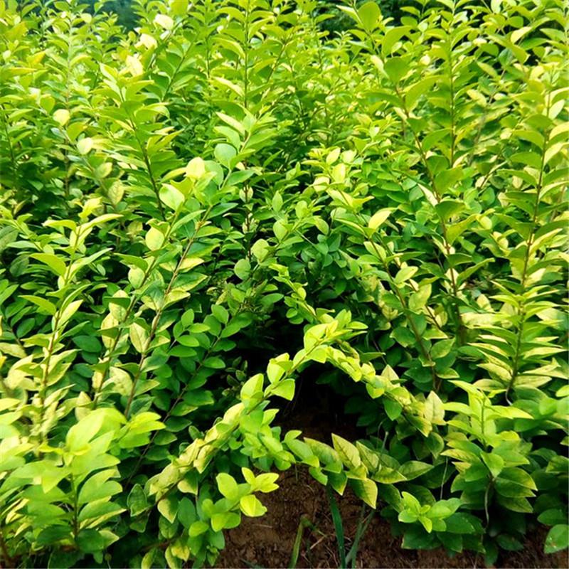 金森女贞  时金绿化苗木 基地自种 小叶黄杨长期供应