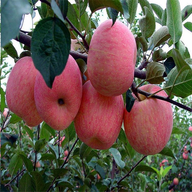 鲁丽苹果苗多钱一颗 果树研究所鲁丽苹果苗盆栽   苹果苗南方北方种植 当年结果
