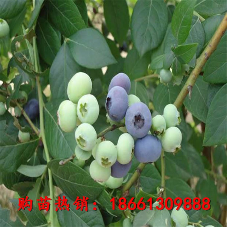地栽兔眼蓝莓苗盆栽 批发新品种蓝莓苗 蓝莓成苗价格