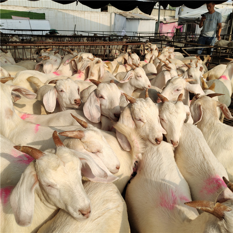 怀孕白山羊价格 纯种波尔山羊养殖 白山羊种羊价格 龙翔白山羊养殖场示例图15
