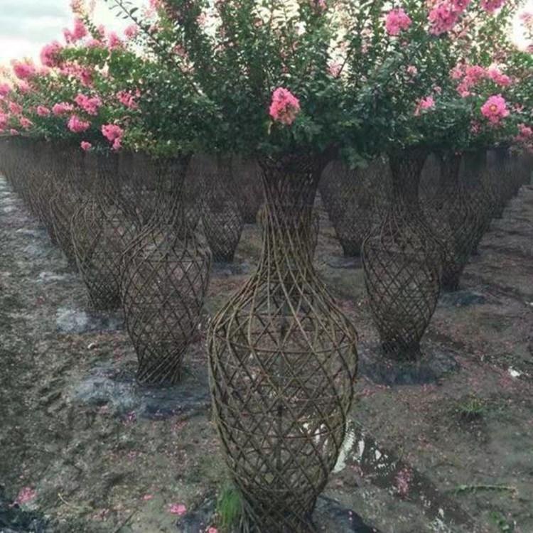 紫薇花瓶专业种植 紫薇花瓶供应商 雨阳紫薇花瓶园林图片