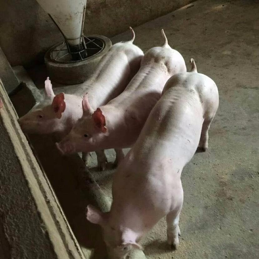 二元母猪三十斤，能繁母猪种，一元原种后备猪苗，长白二代猪仔
