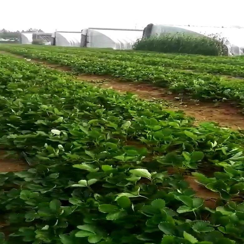 大赛草莓苗大量供应 艳丽草莓苗代理商