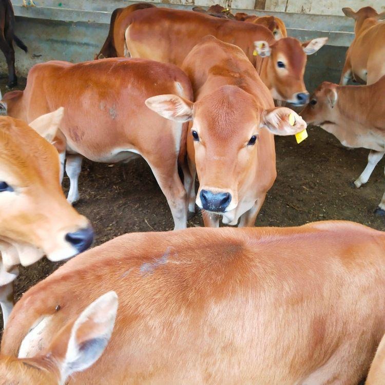 鲁西黄牛价格-300斤小牛价格-3-6个月种牛犊-黄白花牛-龙翔牧业图片