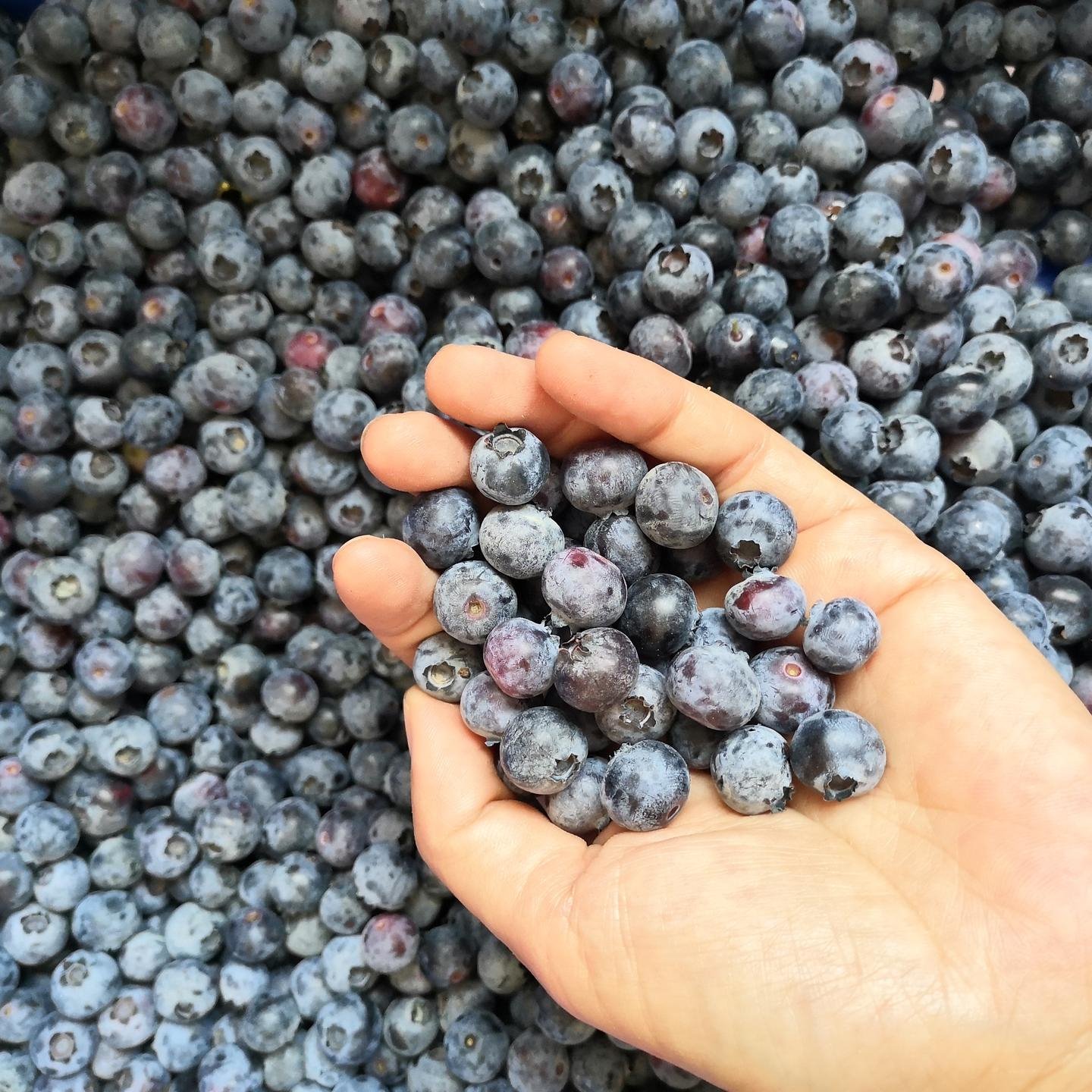 玉溪澄江县蓝莓选果机  合作社果园专用蓝莓选果机图片
