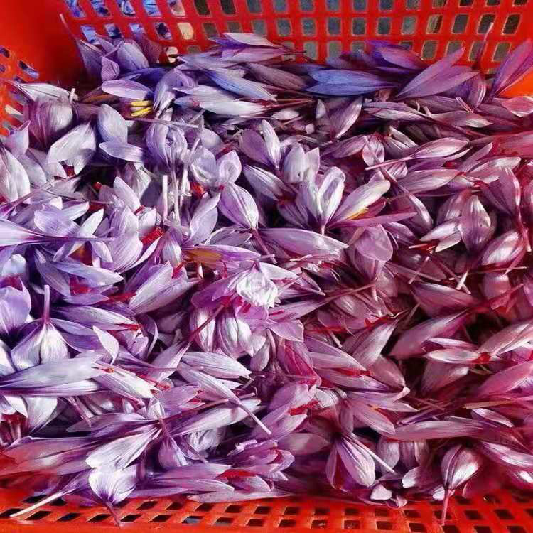 大量批发红花种子  名贵药材藏红花种子  大量批发红花种子  同创药材