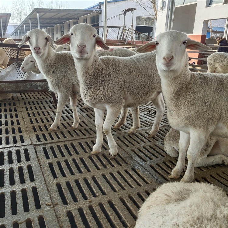 纯种湖羊白山羊 纯种湖羊种公羊 龙翔 3-4个月小湖羊价格
